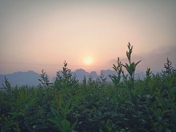 Plants growing on field against sky during sunset