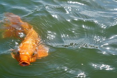 High angle view of fish swimming in lake