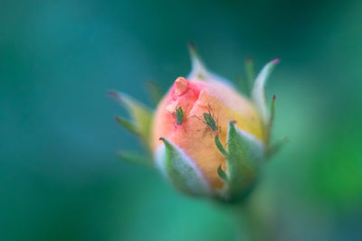 Close-up of pink rose flower with greenflies