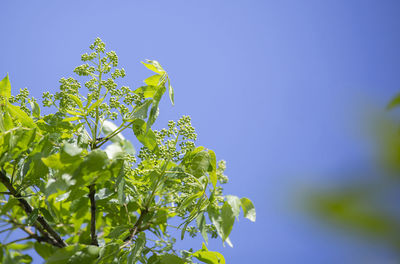 Green smooth sumac tree against deep blue sky