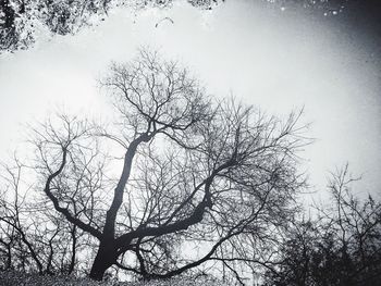 Low angle view of bare trees against sky