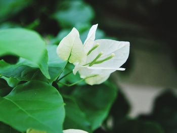 Close-up of flowering plant leaves