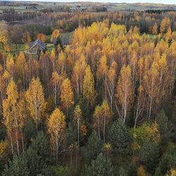 View of trees in forest during autumn