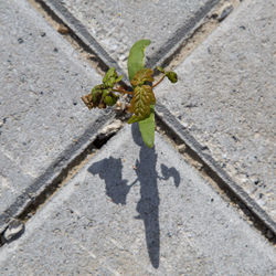 Close-up of plants