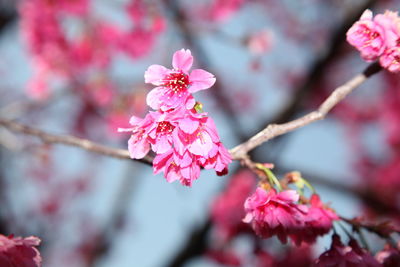 Close-up of pink cherry blossom