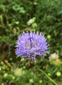 Close-up of purple flowering plant on field