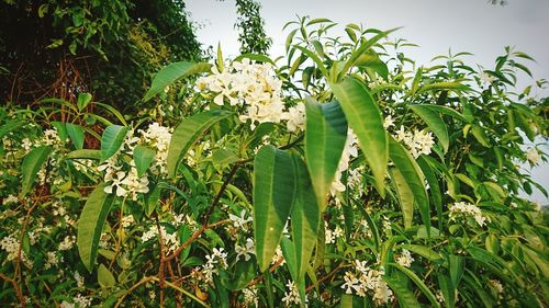 Close-up of flowers blooming outdoors