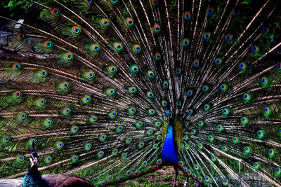 Close-up of peacock feathers