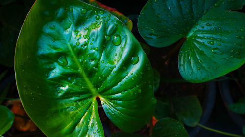 Close-up of raindrops on leaves