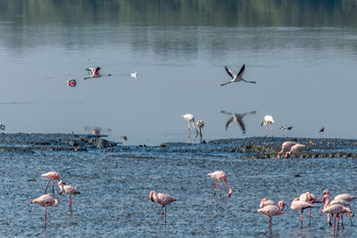 Birds flying over lake