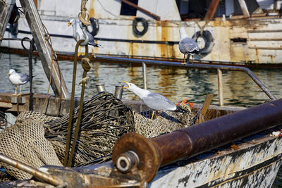 View of seagulls on metal boat
