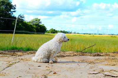 View of dog on field against sky