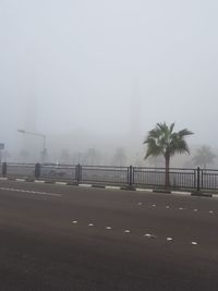 Palm trees by fence in city against sky