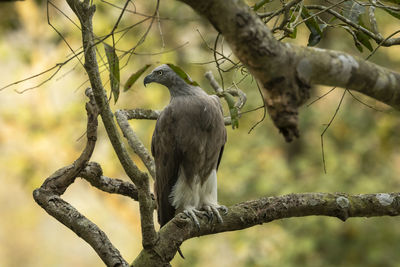 Close-up of bird perching on branch