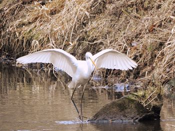 White birds in lake