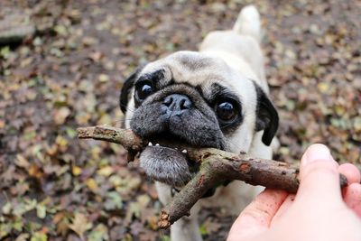 Close-up of pug biting stick held by person
