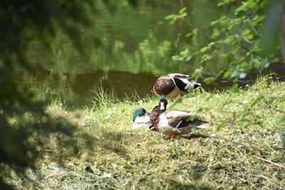 Ducks on a lake