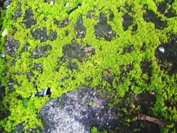 Full frame shot of wet moss on land