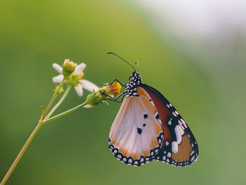 Close-up of butterfly pollinating on flower