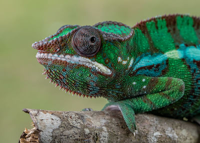 Close-up of lizard