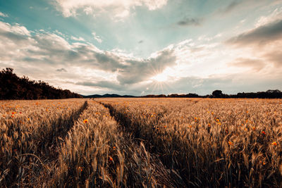 Scenic view of agricultural field against sky