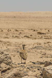 View of bird on rock