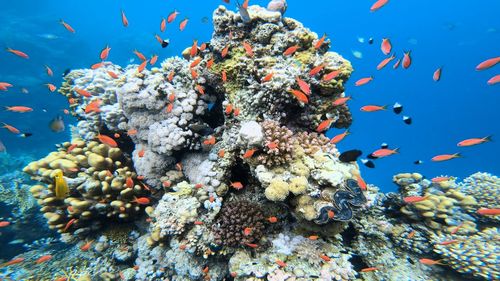 Fish swimming in sea