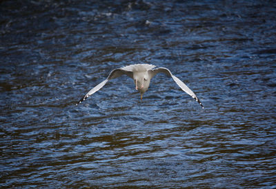 Bird flying over lake