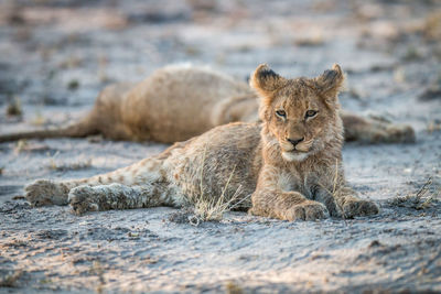 Portrait of lion cub lying on field