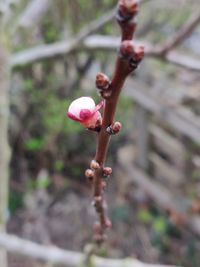 Close-up of pink flowering plant