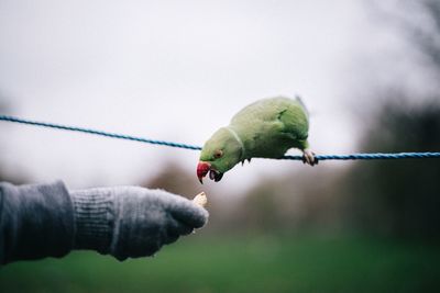 Person feeding parrot