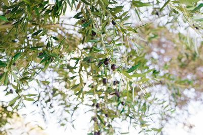 Low angle view of insect on tree