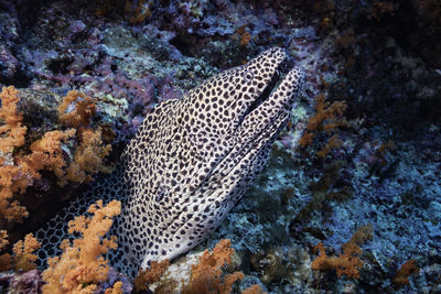 Fish swimming in sea