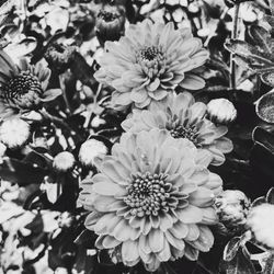 Close-up of flowers