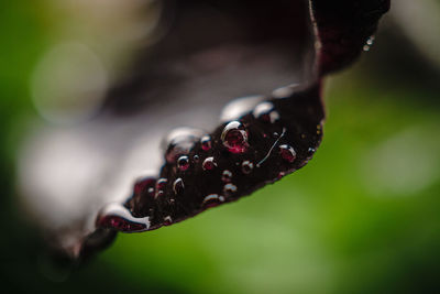 Close-up of black berries on water