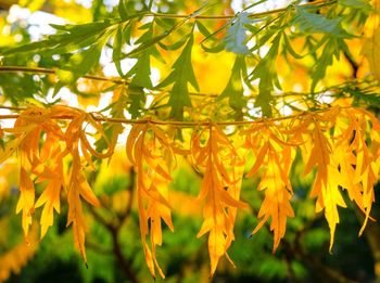 Close-up of yellow flowering plant leaves