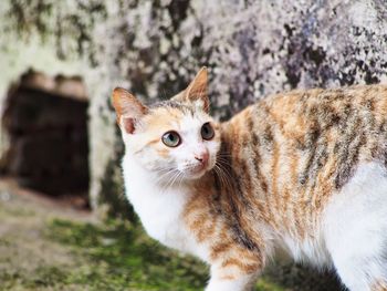 Close-up portrait of tabby cat