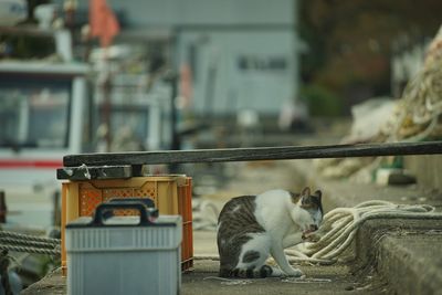 Cat living in okishima island at autumn leaves season