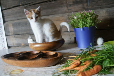 Cat by potted plants on table