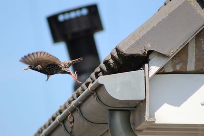 Low angle view of bird flying against the sky