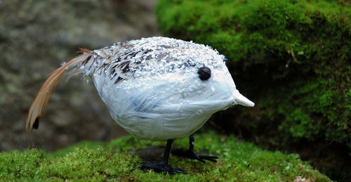 Close-up of swan on grass