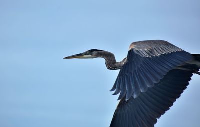 Close-up of grey heron flying against clear sky