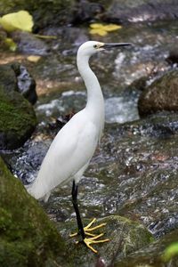 White swan on rock by lake