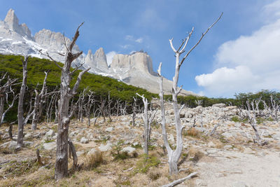 Plants growing on land against sky