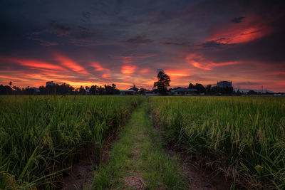 Scenic view of field against sky at sunset