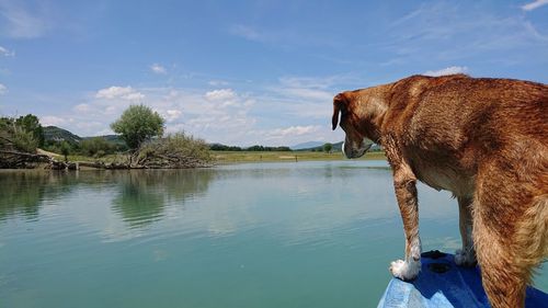 Dog looking at lake against sky