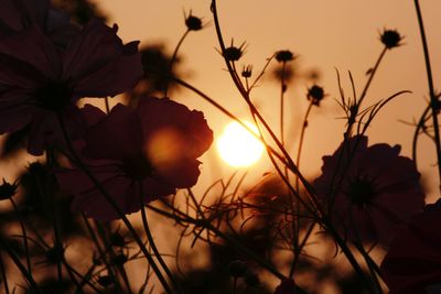 Close-up of plant against sky at sunset