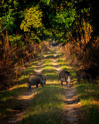 View of sheep walking on dirt road