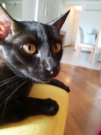 Close-up portrait of a cat