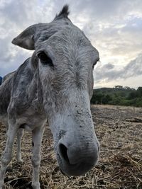 Close-up of a horse on field